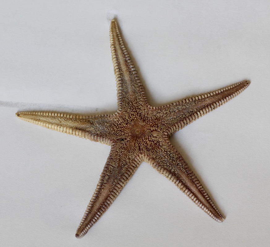 Astropecten aranciacus spiaggiata a Manfredonia