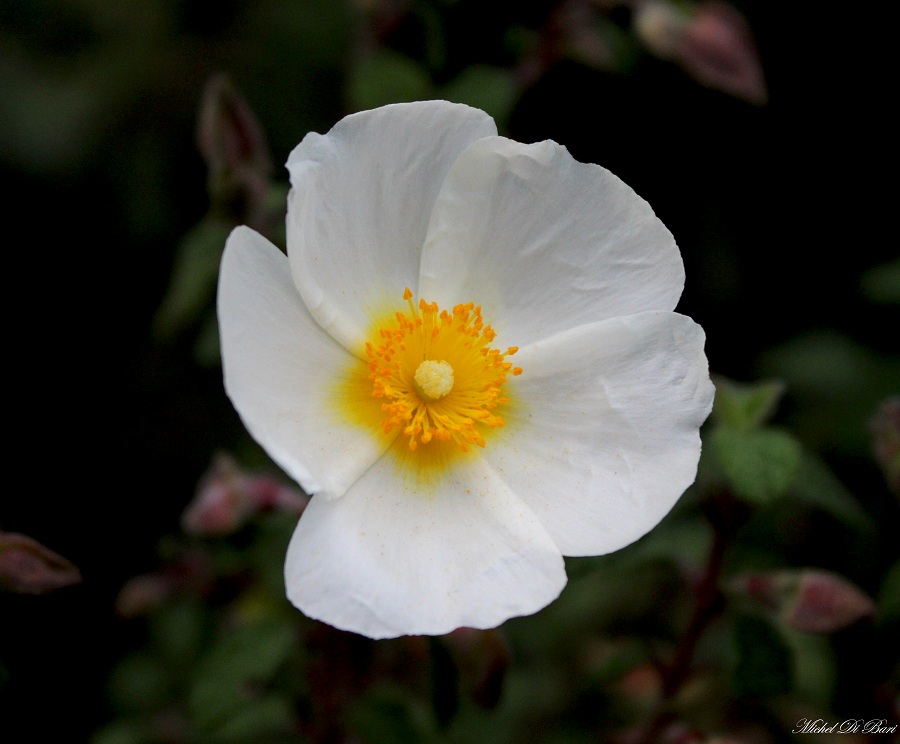 Cistus salvifolius / Cisto femmina