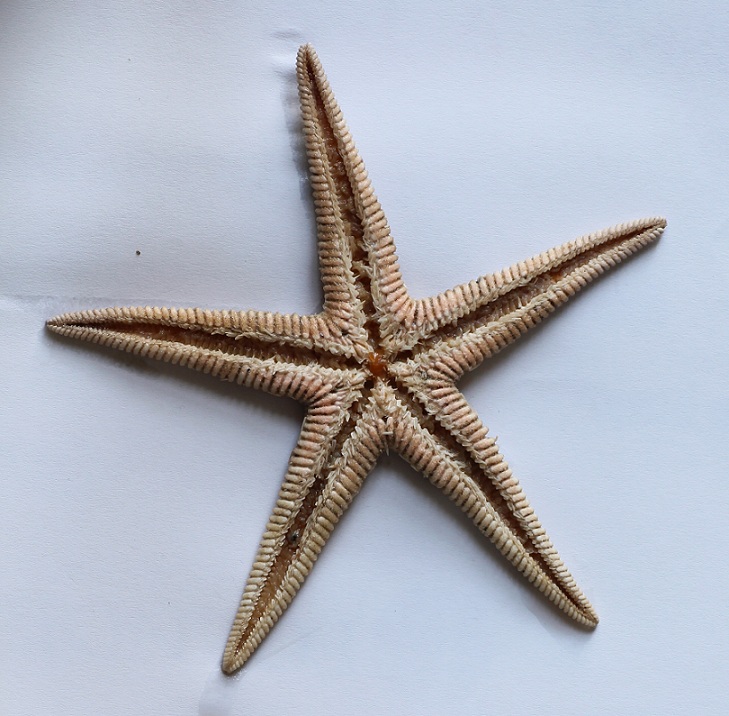 Astropecten aranciacus spiaggiata a Manfredonia