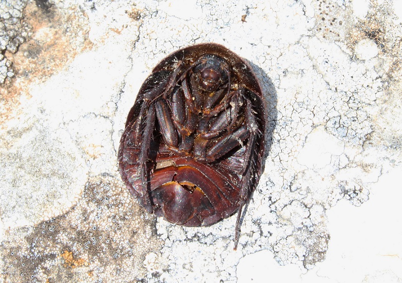 Polyphaga aegyptiaca (Linnaeus, 1758)