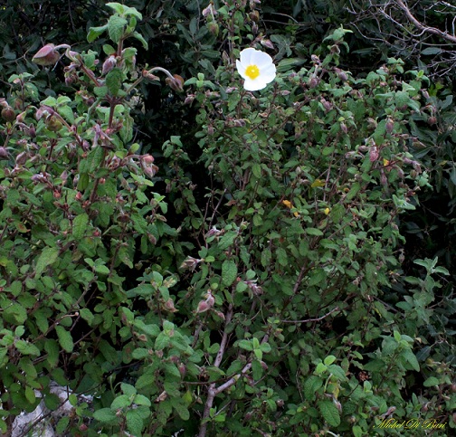 Cistus salvifolius / Cisto femmina