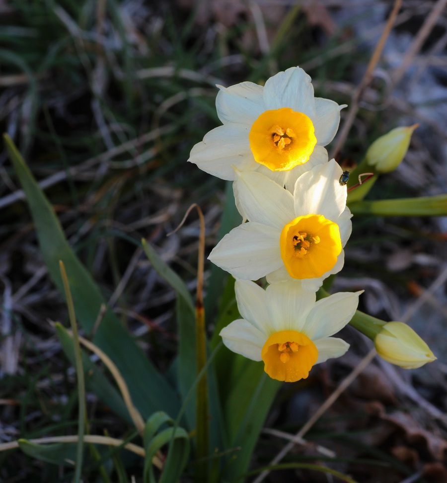 Narcissus tazetta?  S !  (Asparagales - Amaryllidaceae)