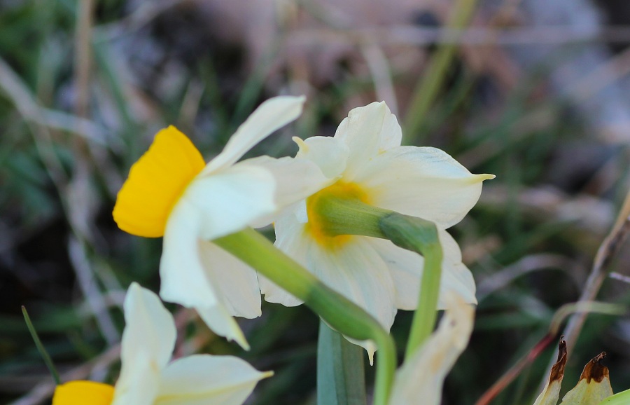 Narcissus tazetta?  S !  (Asparagales - Amaryllidaceae)