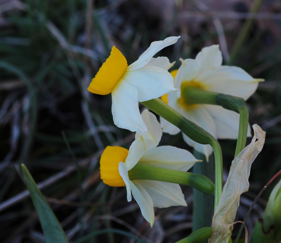 Narcissus tazetta?  S !  (Asparagales - Amaryllidaceae)