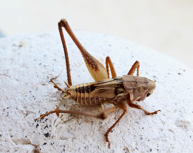 Ninfa di Decticus albifrons  (Tettigoniidae)