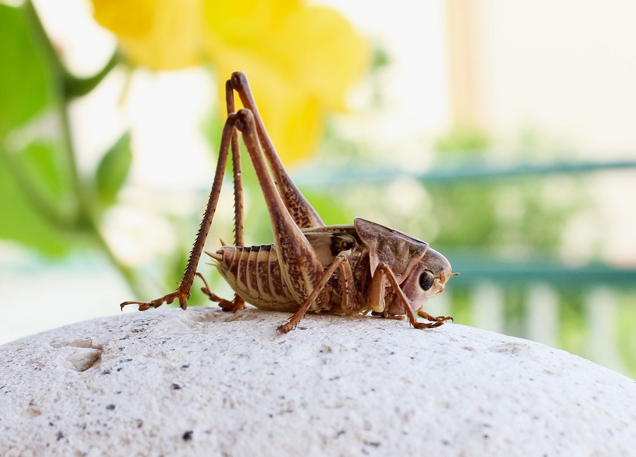 Ninfa di Decticus albifrons  (Tettigoniidae)