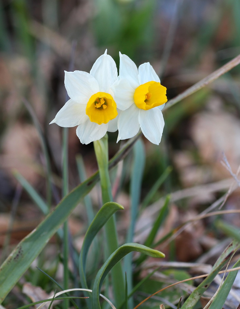 Narcissus tazetta?  S !  (Asparagales - Amaryllidaceae)