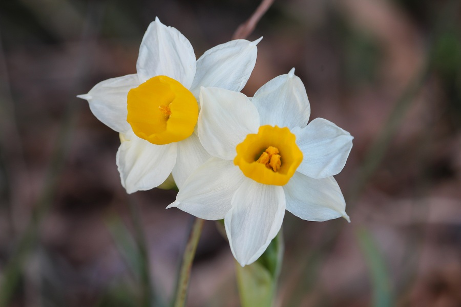 Narcissus tazetta?  S !  (Asparagales - Amaryllidaceae)