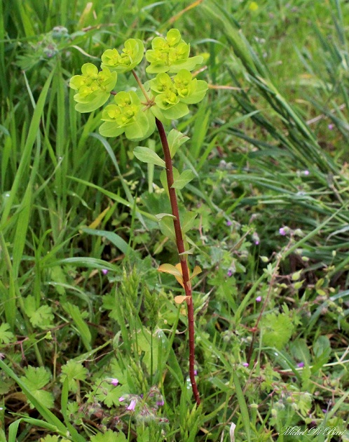 Euphorbia helioscopia