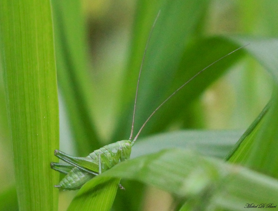 Neanidi di Tettigonia sp.