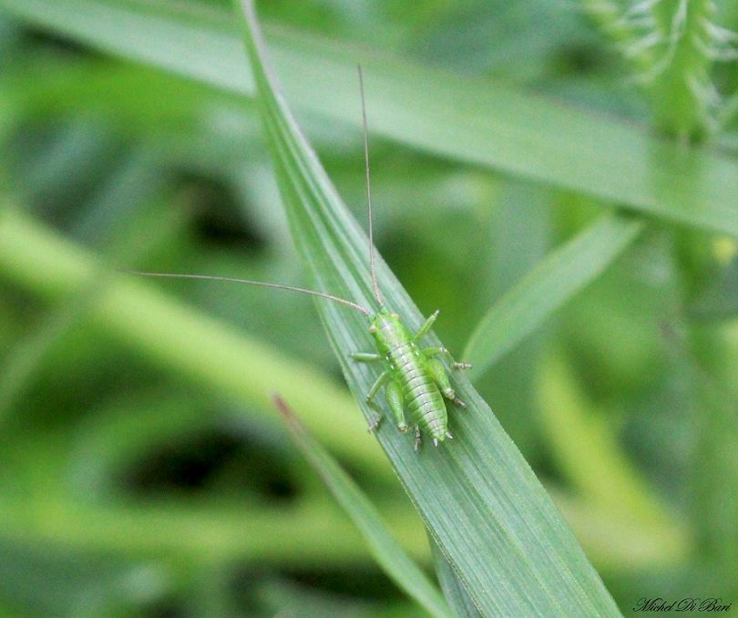 Neanidi di Tettigonia sp.