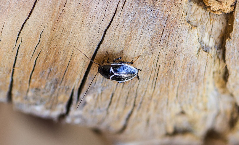 Phyllodromica marginata (Blattellidae)