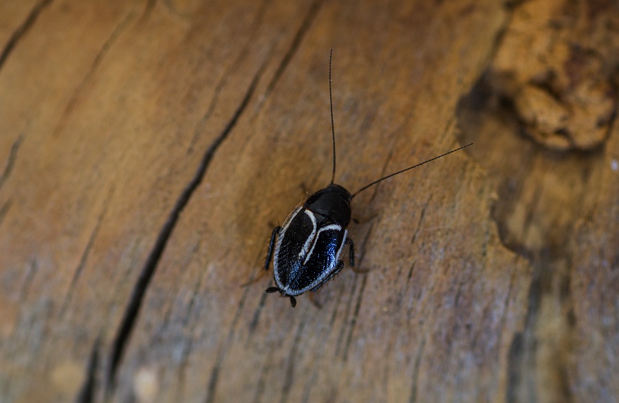 Phyllodromica marginata (Blattellidae)