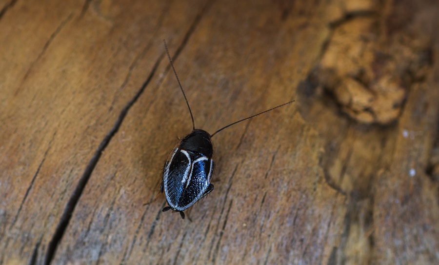 Phyllodromica marginata (Blattellidae)