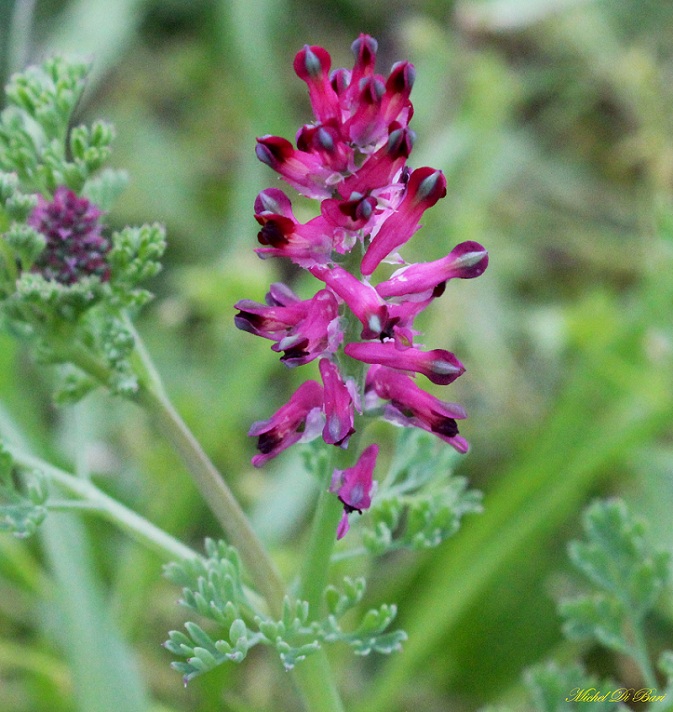 Fumaria officinalis subsp. officinalis / Fumaria comune