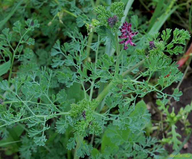 Fumaria officinalis subsp. officinalis / Fumaria comune