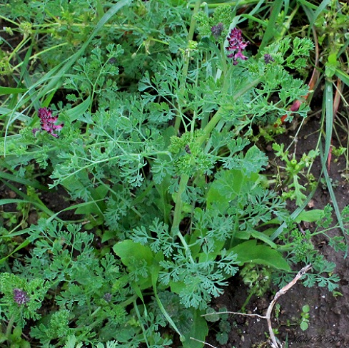 Fumaria officinalis subsp. officinalis / Fumaria comune