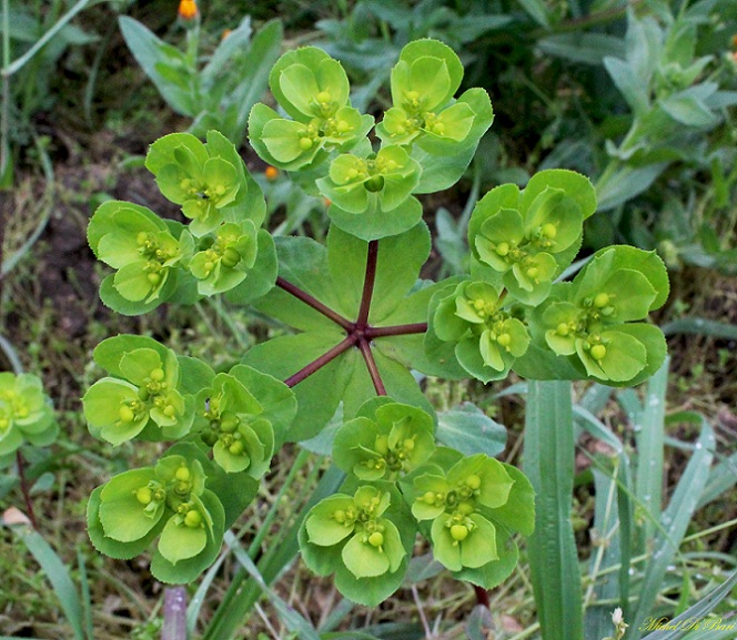 Euphorbia helioscopia