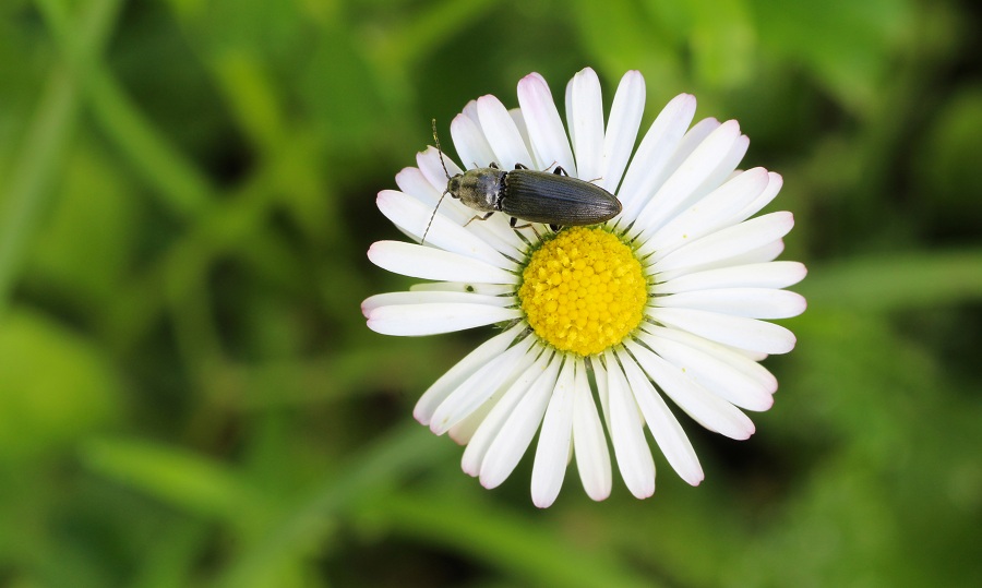 Dicronychus cinereus (cfr.), Elateridae