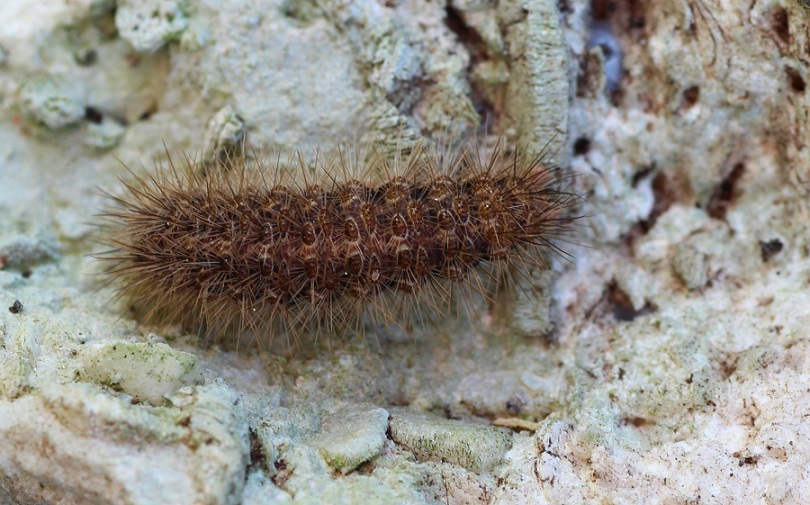 Da determinare - Cymbalophora pudica, Erebidae Arctiinae