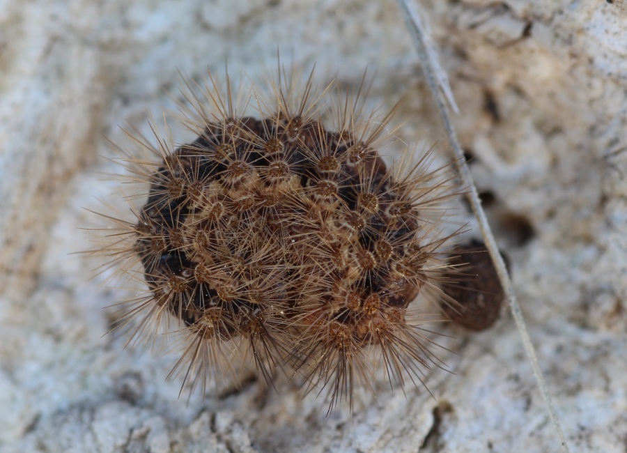Da determinare - Cymbalophora pudica, Erebidae Arctiinae