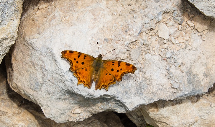 farfalla da id - Polygonia egea, Nymphalidae