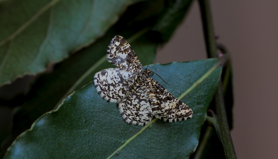 lepidottero da id - Heliomata glarearia