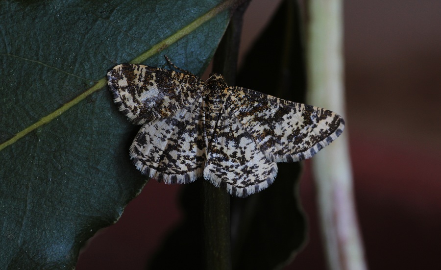 lepidottero da id - Heliomata glarearia