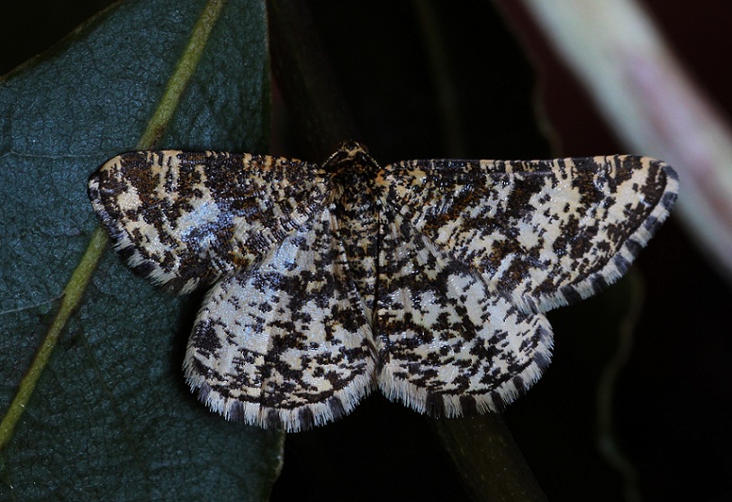 lepidottero da id - Heliomata glarearia
