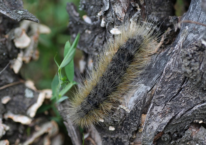 Arctia festiva? S, Erebidae Arctiinae