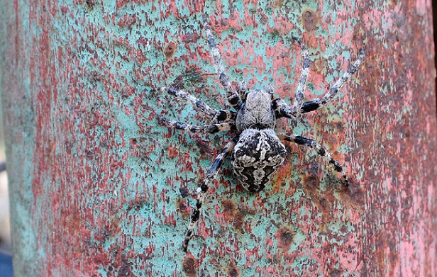 Araneus circe - Manfredonia (FG)