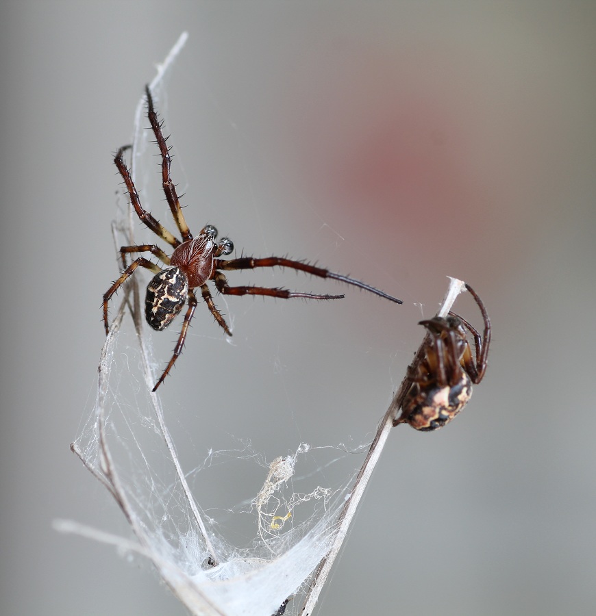 Larinioides cornutus ♂ - Gargano (FG)