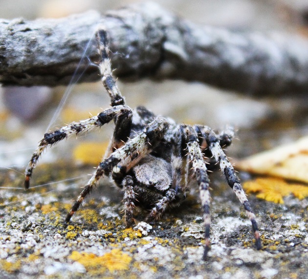 Araneus circe - Manfredonia (FG)