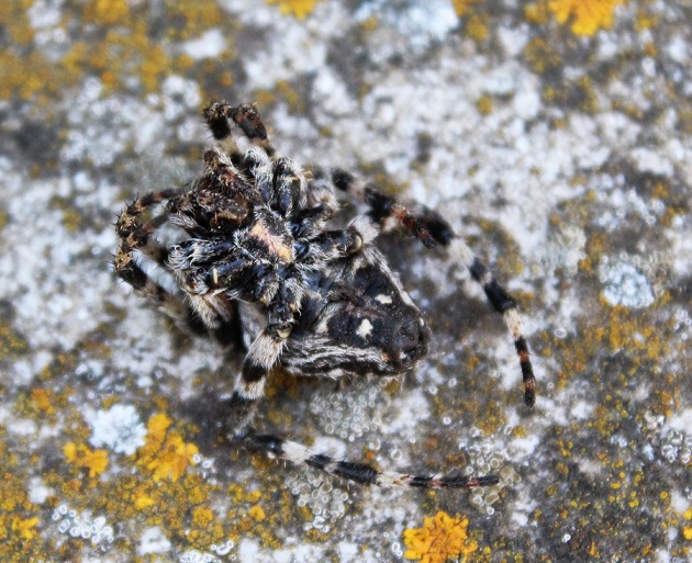 Araneus circe - Manfredonia (FG)