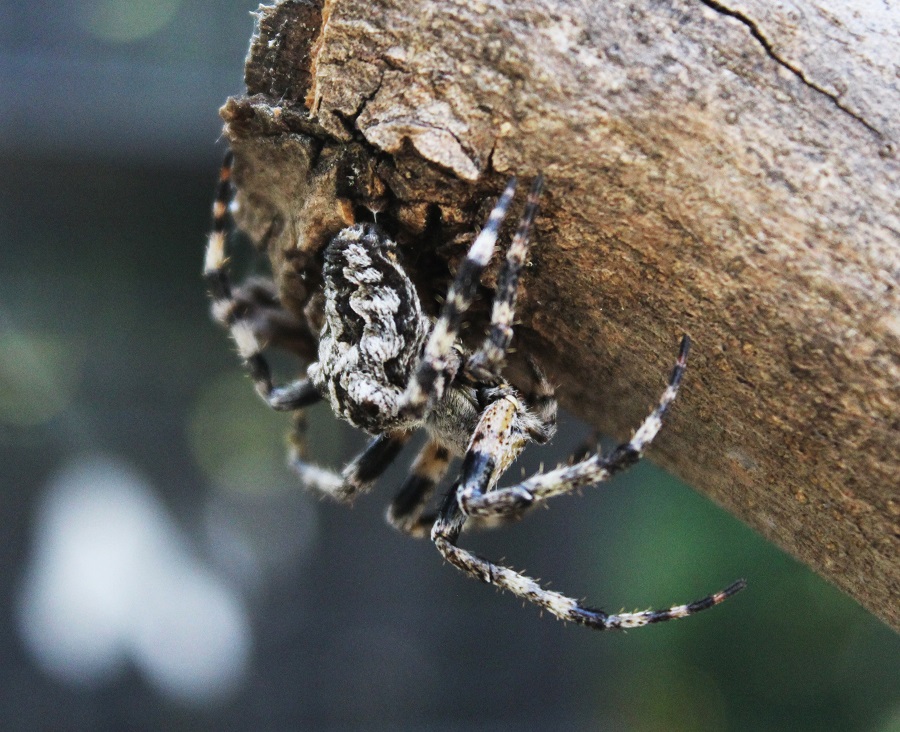 Araneus circe - Manfredonia (FG)