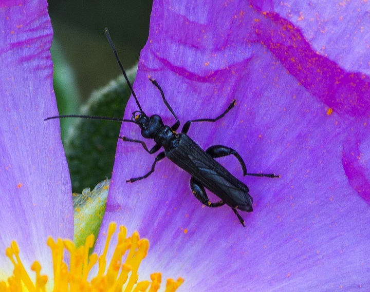 Oedemera atrata, maschio, Oedemeridae