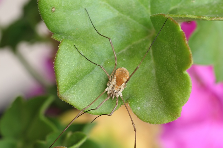 Metaphalangium cirtanum (Phalangiidae)