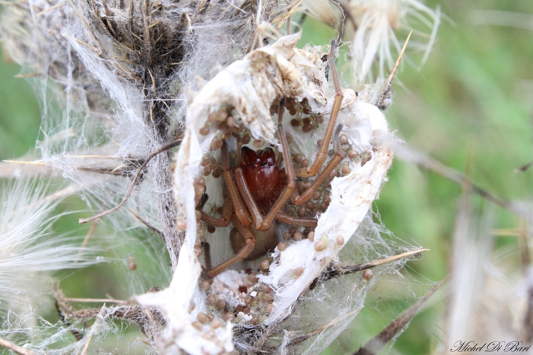 Cheiracanthium punctorium - San Giovanni Rotondo (FG)