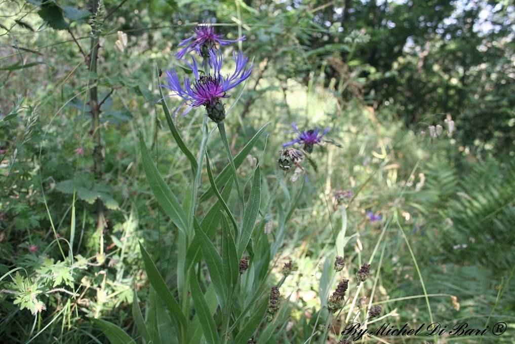Cyanus triumfetti