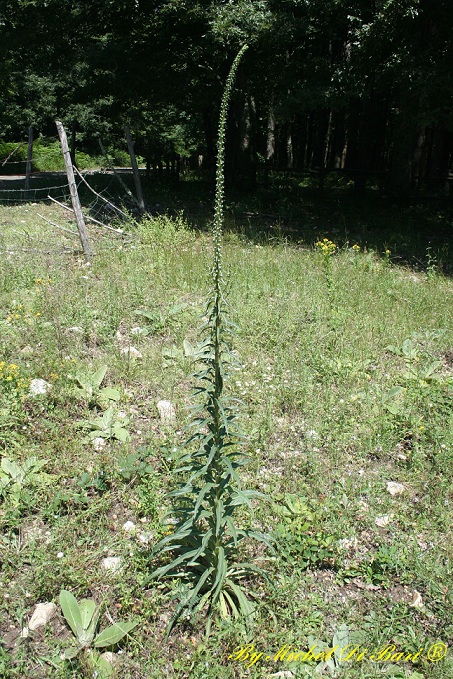 Digitalis ferruginea