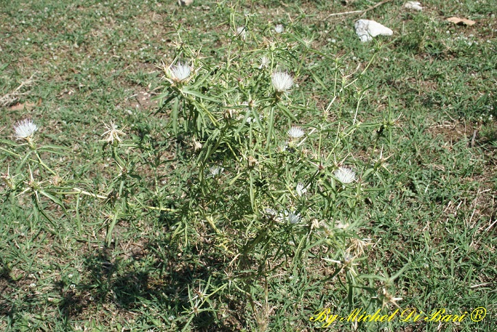 Centaurea calcitrapa / Fiordaliso stellato