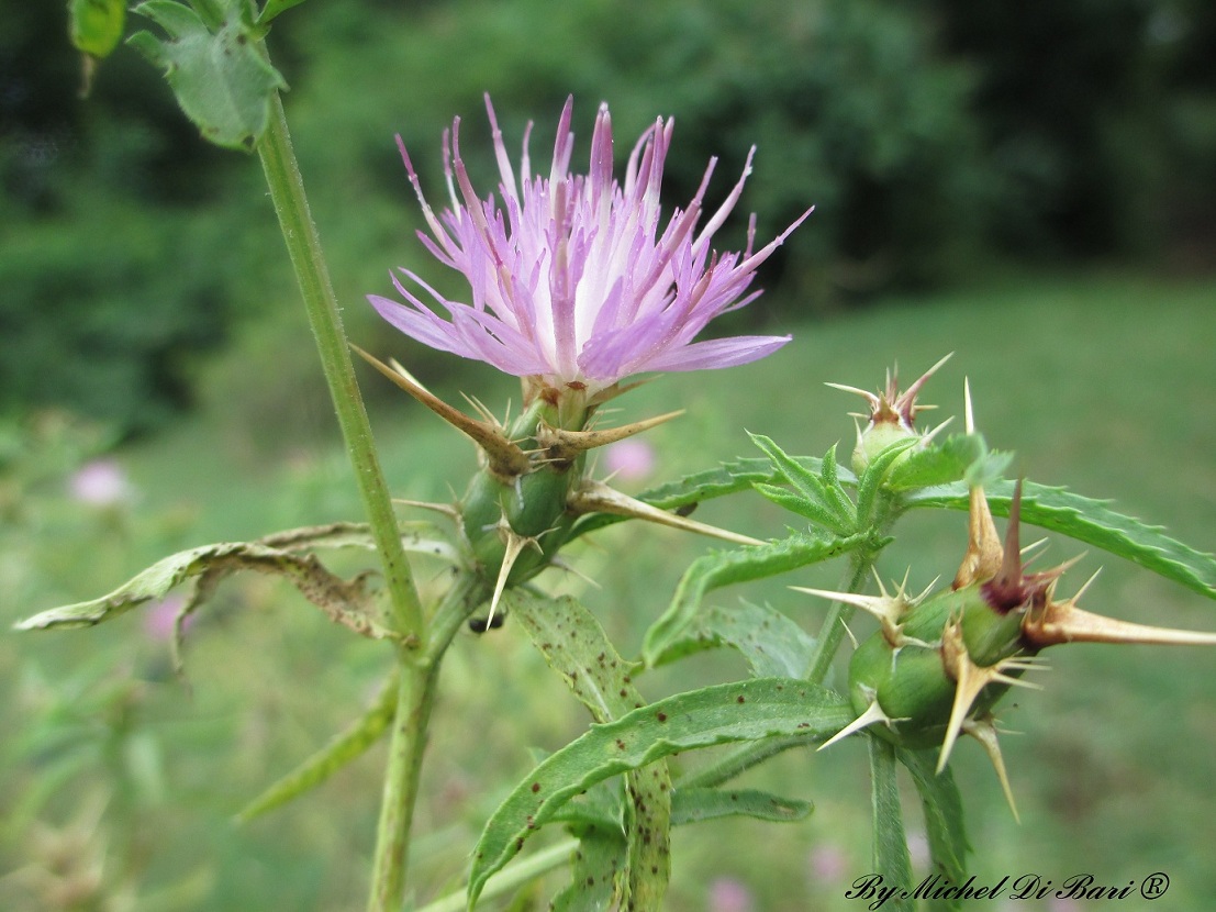 Centaurea calcitrapa / Fiordaliso stellato