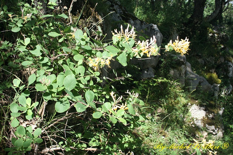 Lonicera cfr. etrusca