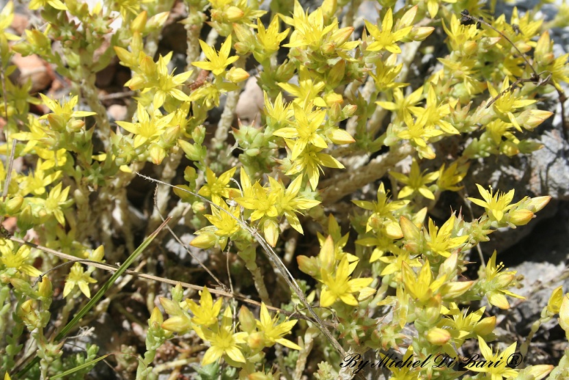 Sedum Giallo