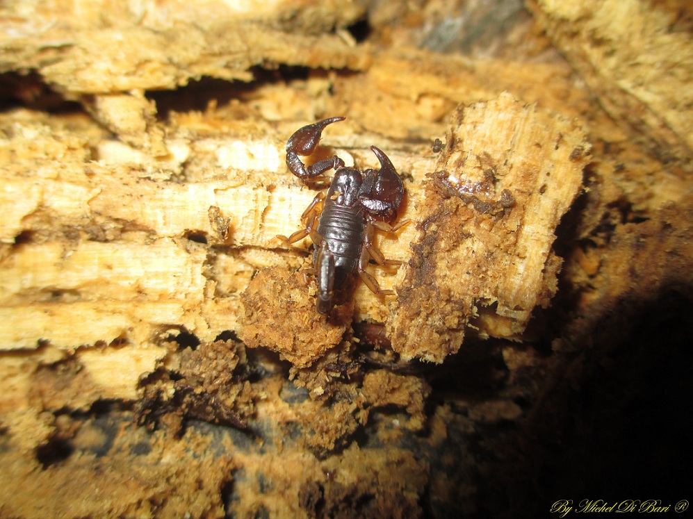 Euscorpius sicanus - Gargano