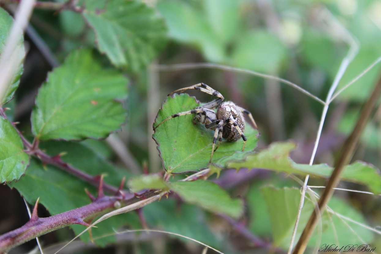 Neoscona byzanthina - Monte Calvo (Gargano)