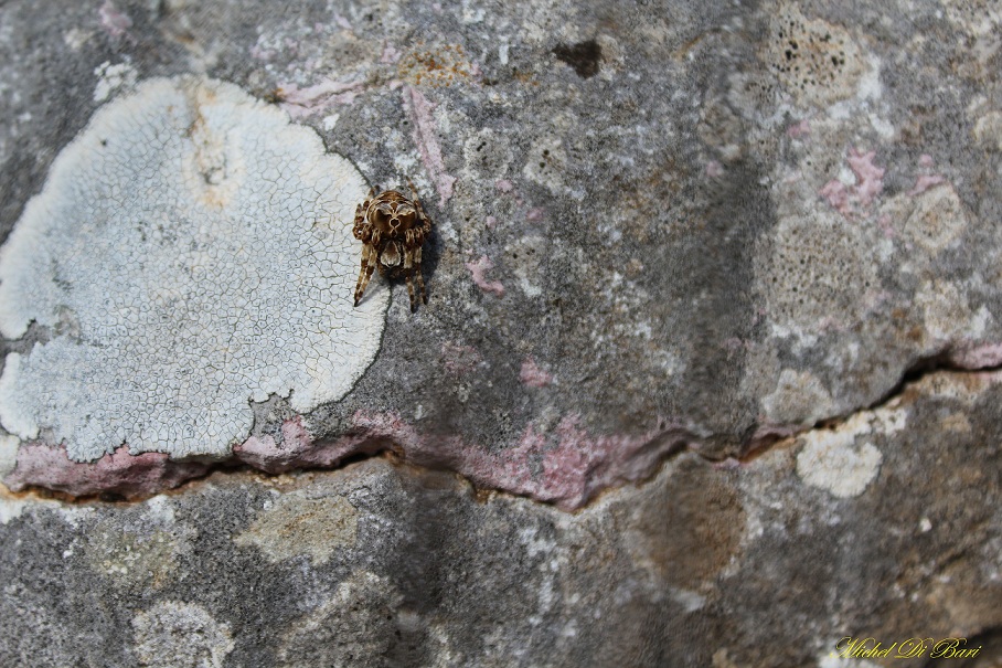 Araneus grossus - San Giovanni Rotondo (FG)