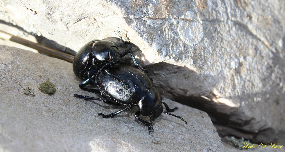 Timarcha cfr. pimelioides, coppia, Chrysomelidae