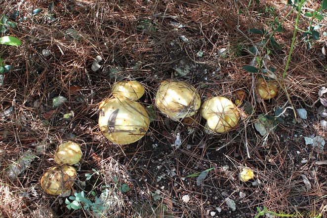 Funghi da ID