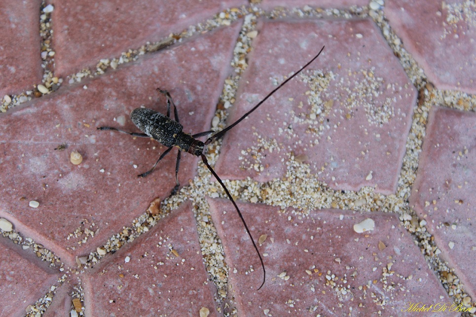 Monochamus galloprovincialis, Cerambycidae